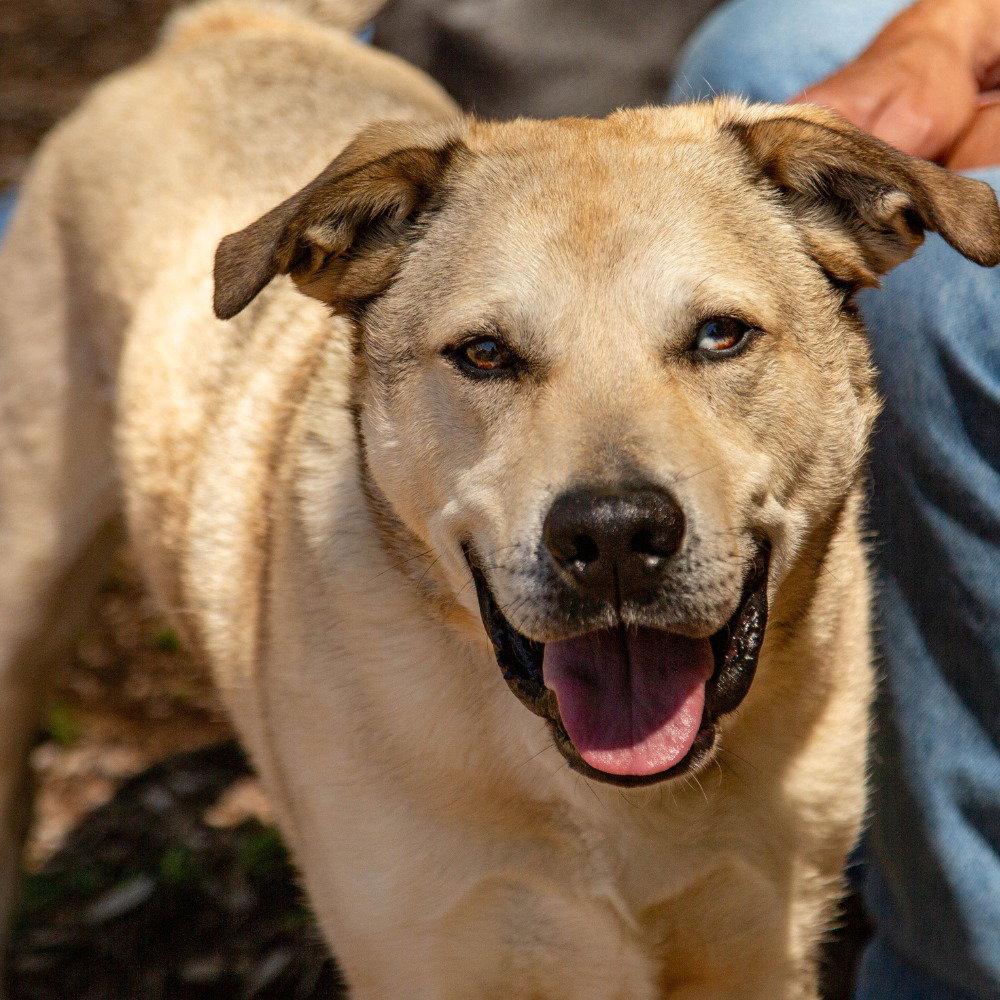 Cash, a Adoptable mixed breed in Bloomfield, CT image 2/3