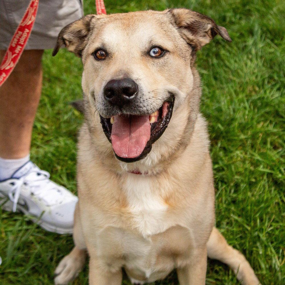 Enlarge Cash, a Adoptable mixed breed in Bloomfield, CT image 1/3
