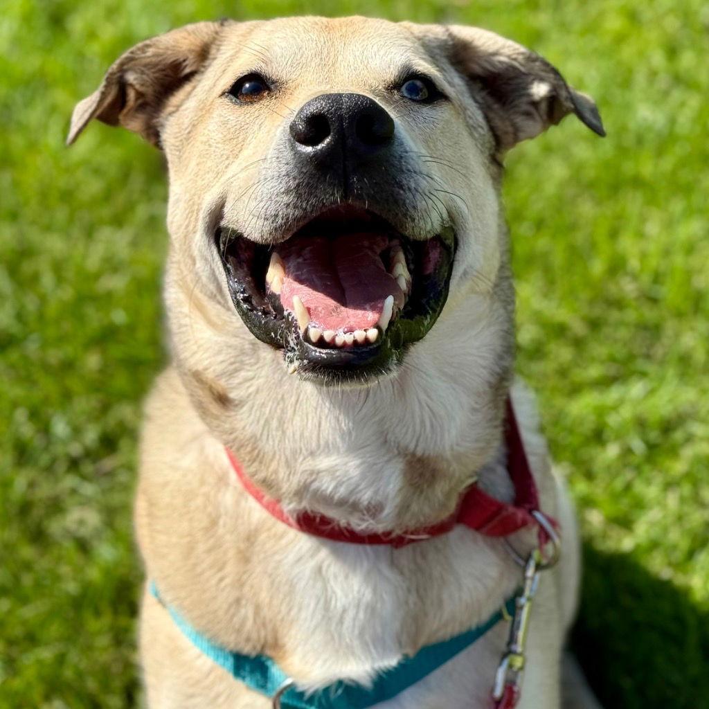 Enlarge Cash, a Adoptable mixed breed in Bloomfield, CT image 2/3