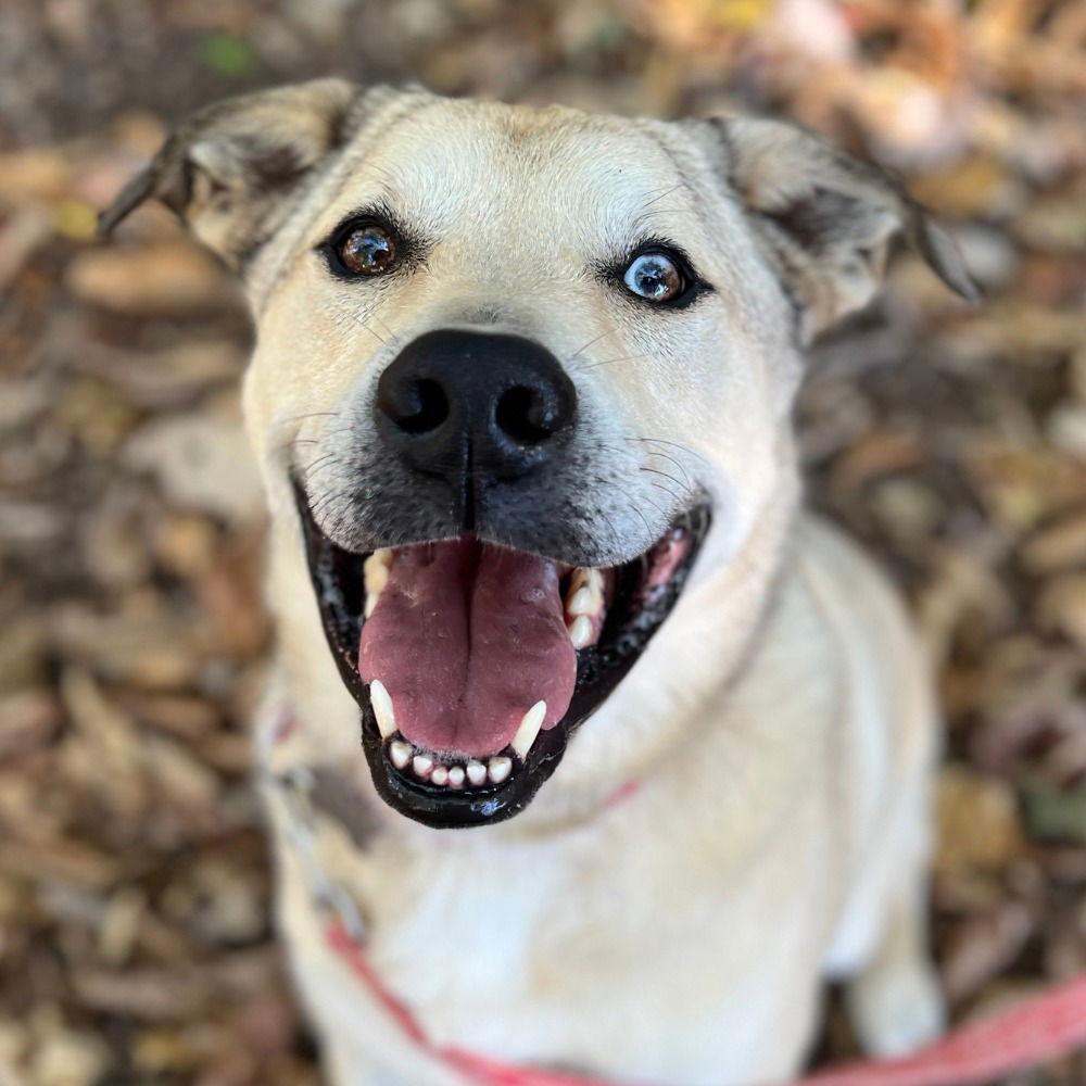 Enlarge Cash, a Adoptable mixed breed in Bloomfield, CT image 3/3