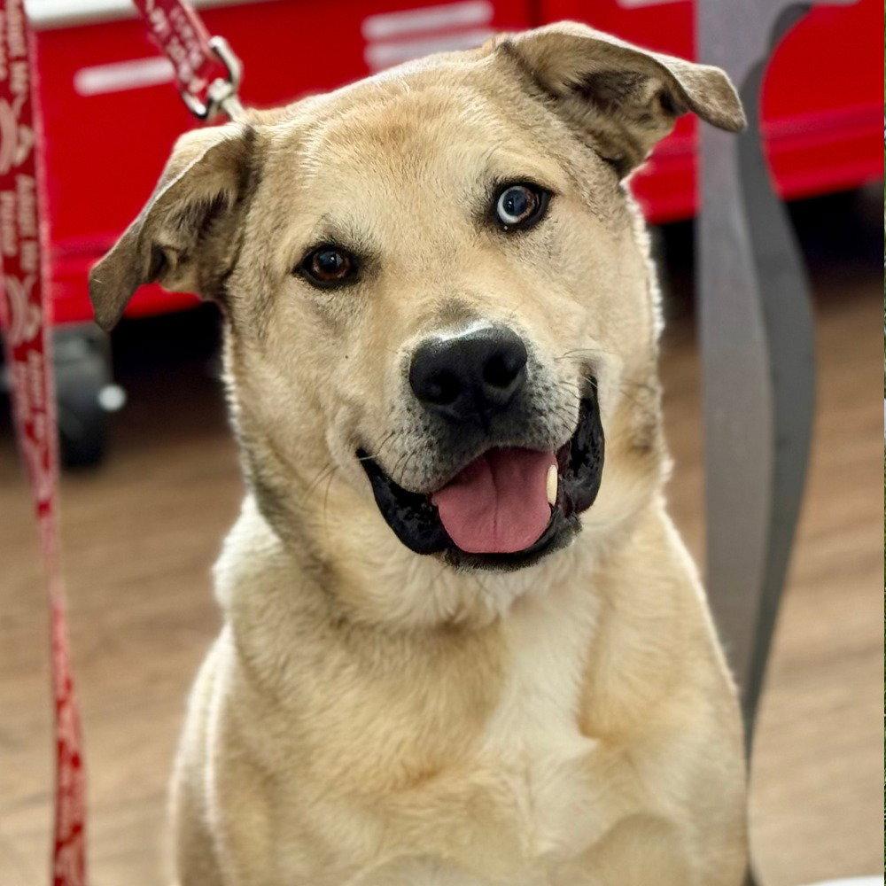 Enlarge Cash, a Adoptable mixed breed in Bloomfield, CT image 1/3