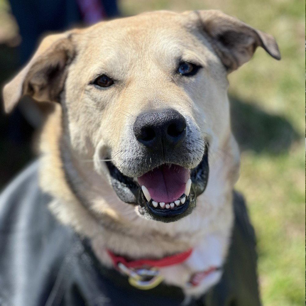 Enlarge Cash, a Adoptable mixed breed in Bloomfield, CT image 2/3