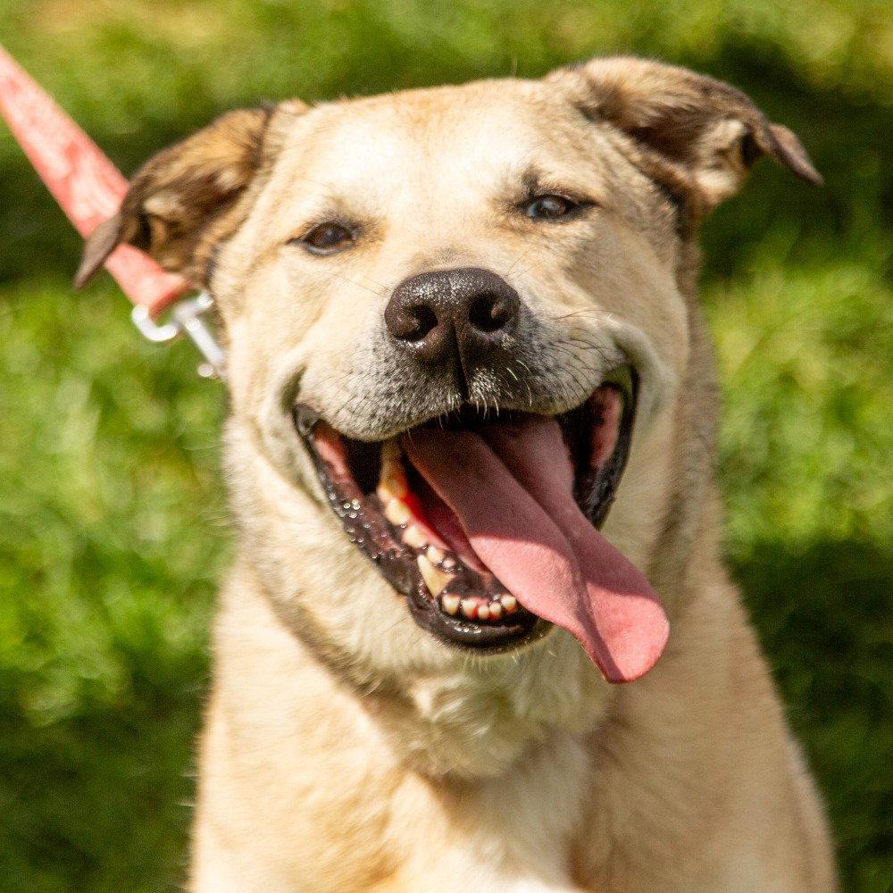 Enlarge Cash, a Adoptable mixed breed in Bloomfield, CT image 2/3
