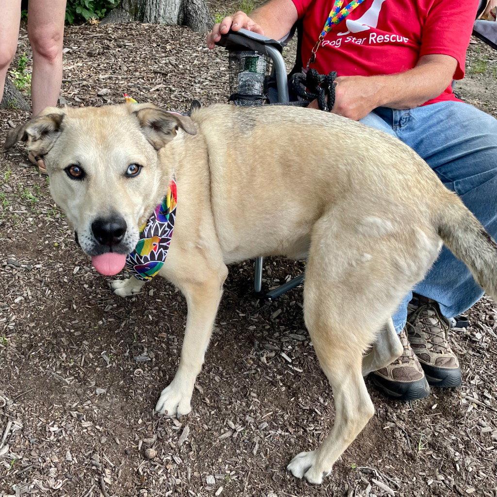 Cash, a Adoptable mixed breed in Bloomfield, CT image 2/3