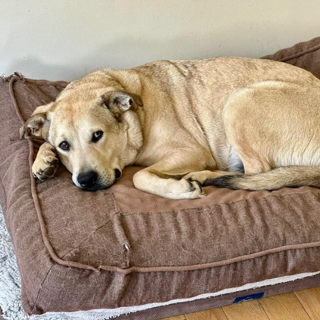 Cash, a Adoptable mixed breed in Bloomfield, CT image 3/3