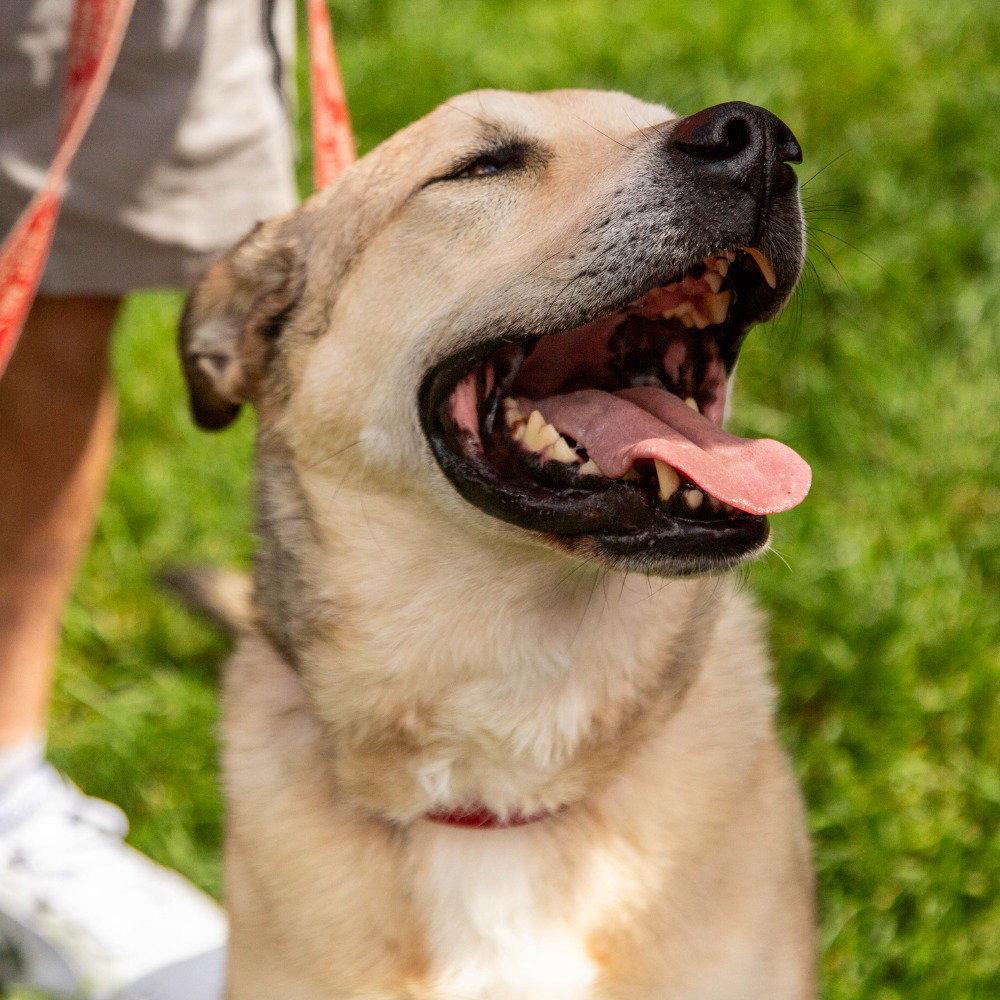 Enlarge Cash, a Adoptable mixed breed in Bloomfield, CT image 3/3