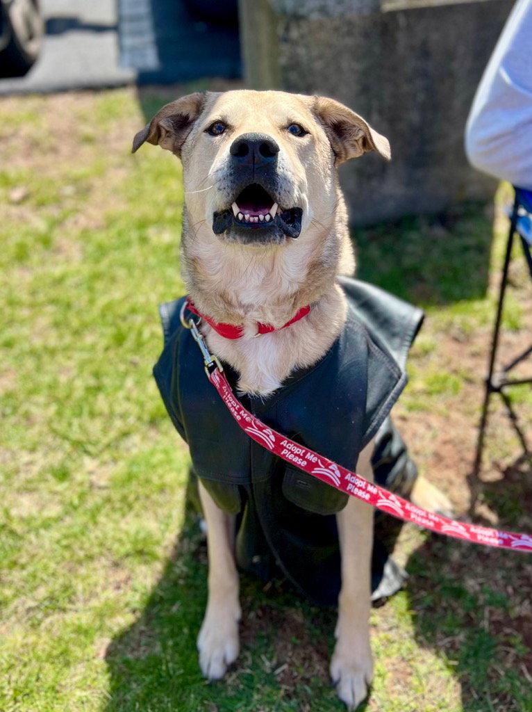 Cash, a Adoptable mixed breed in Bloomfield, CT image 3/3