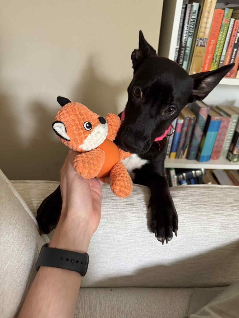 Enlarge Lennie, a Adoptable mixed breed in Raleigh, NC image 1/6