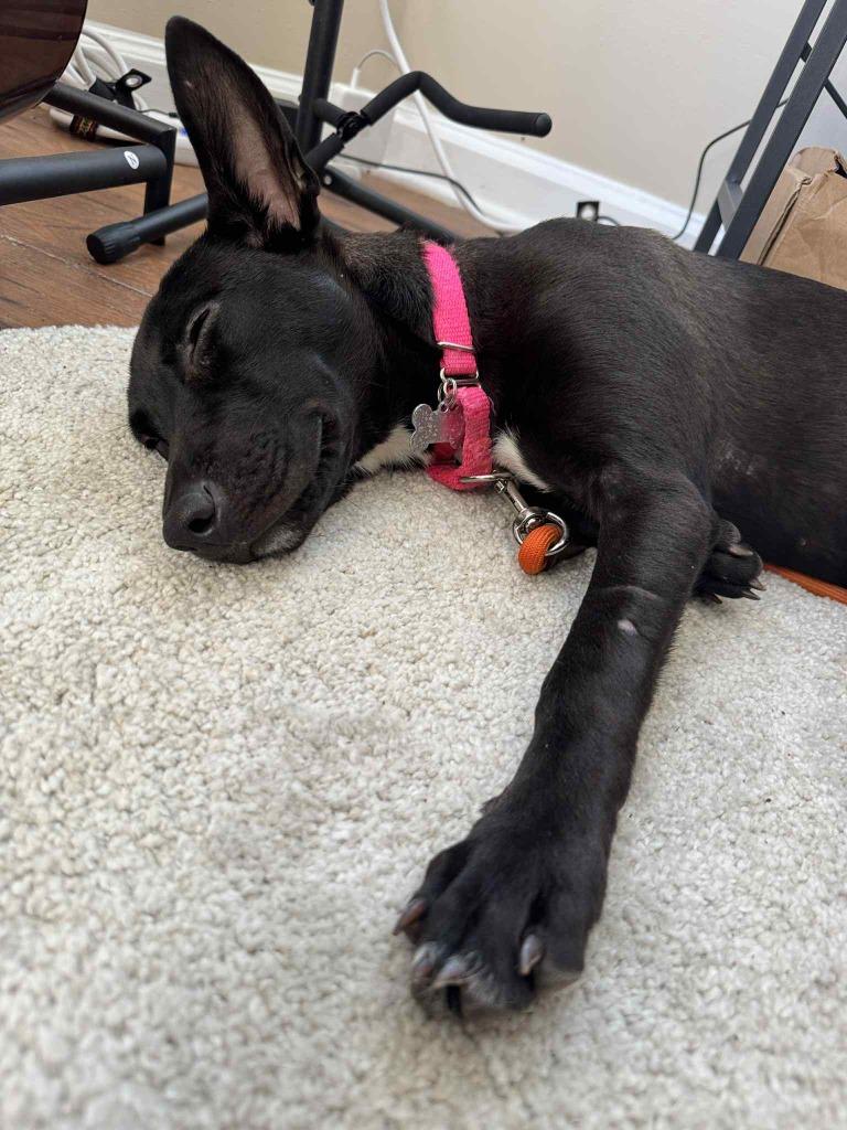 Enlarge Lennie, a Adoptable mixed breed in Raleigh, NC image 2/6