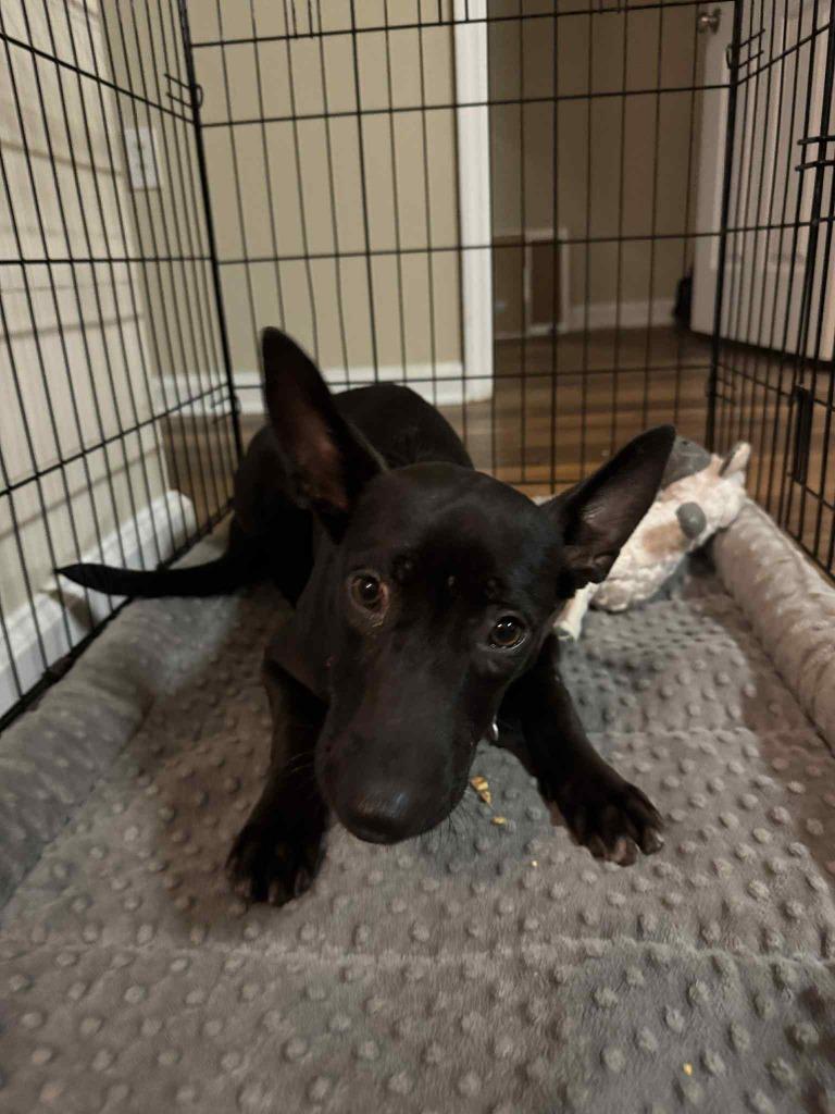 Enlarge Lennie, a Adoptable mixed breed in Raleigh, NC image 3/6