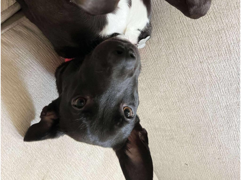 Enlarge Lennie, a Adoptable mixed breed in Raleigh, NC image 5/6