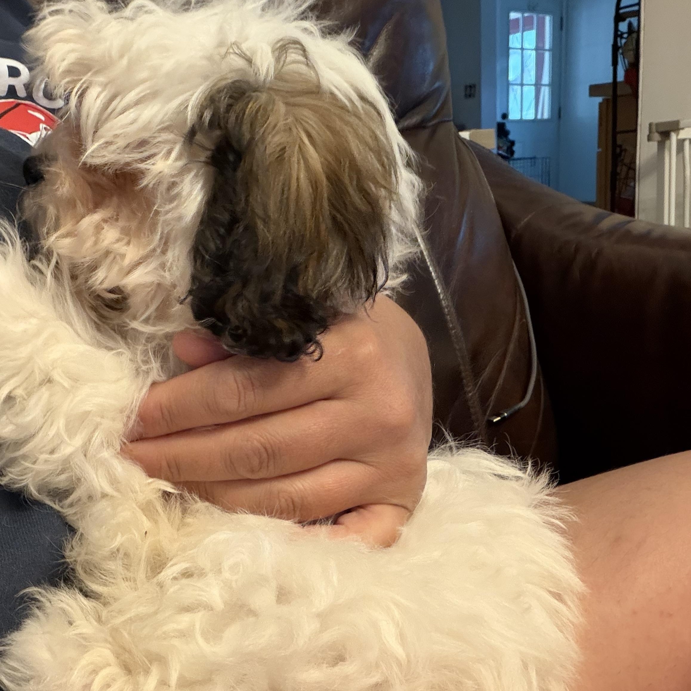 Smoochi, an adopted Shih poo in Wrightstown, NJ image 2/5