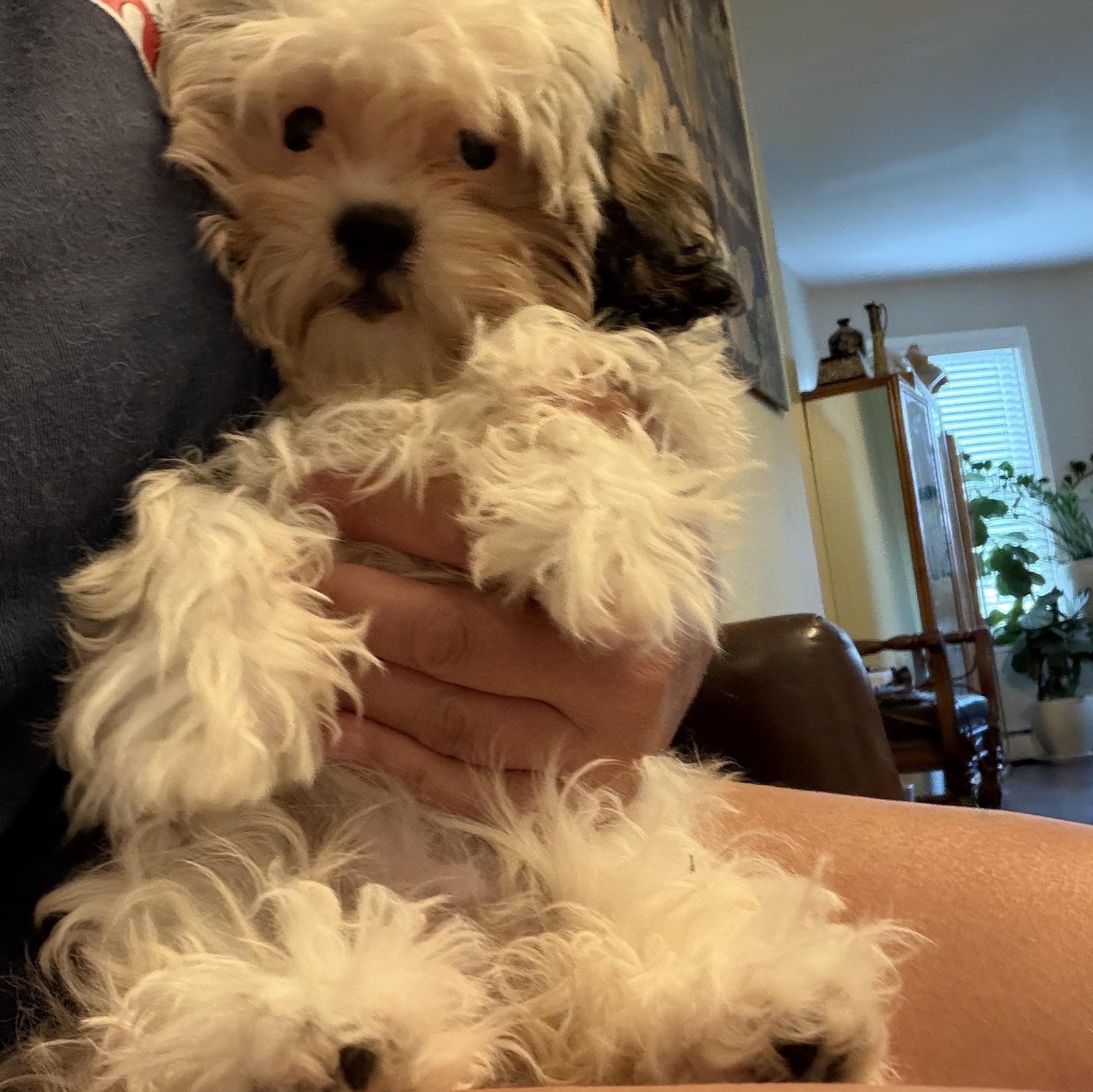 Smoochi, an adopted Shih poo in Wrightstown, NJ image 3/5