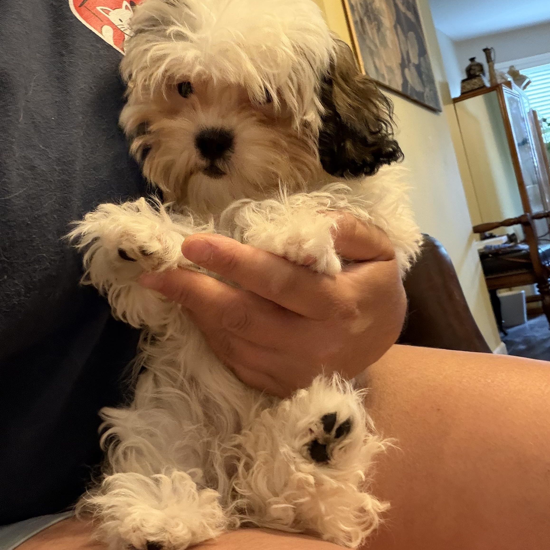 Smoochi, adopted, Puppy Female Shih poo.