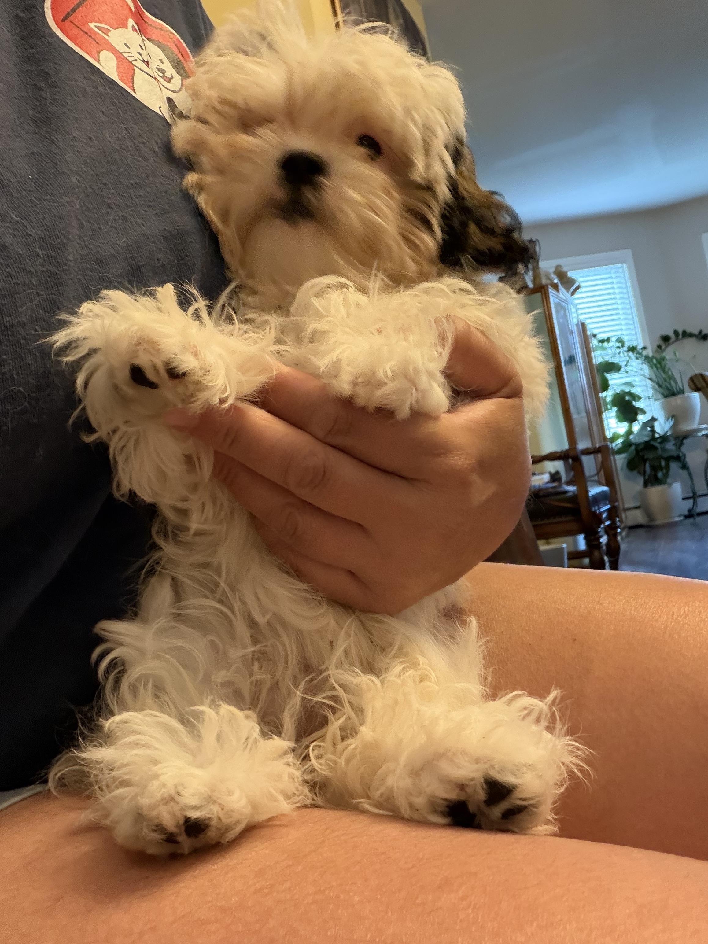 Smoochi, an adopted Shih poo in Wrightstown, NJ image 4/5