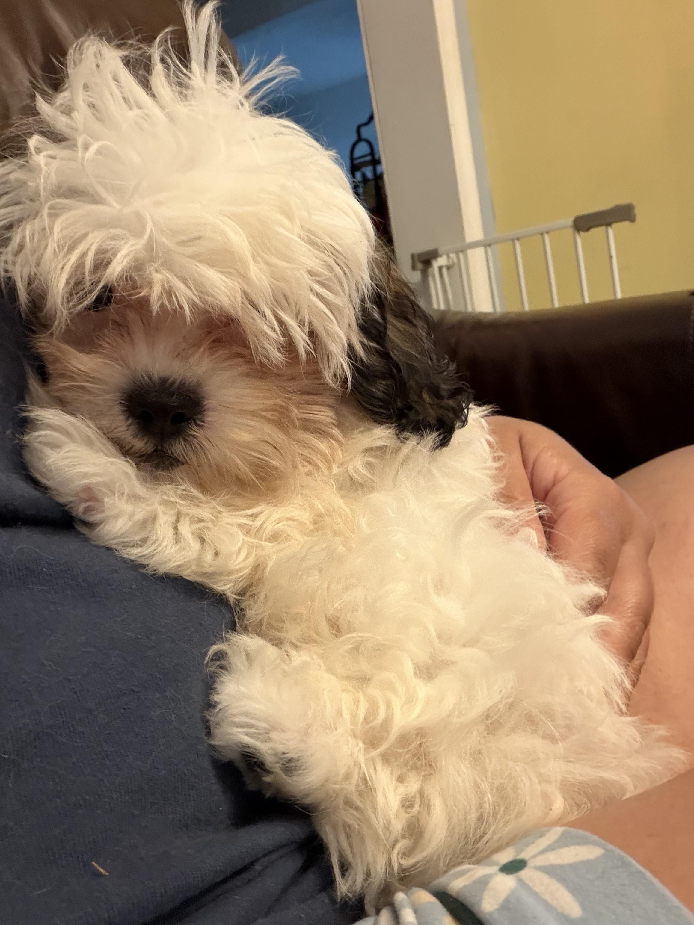 Smoochi, an adopted Shih poo in Wrightstown, NJ image 5/5