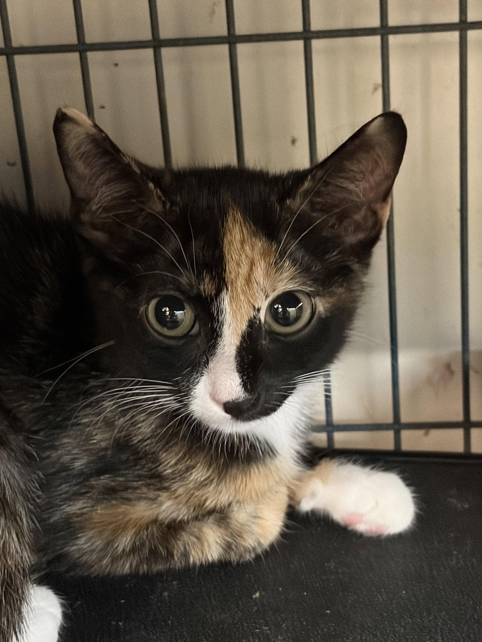 TORTELLINI, Adopted, Young Female Calico.