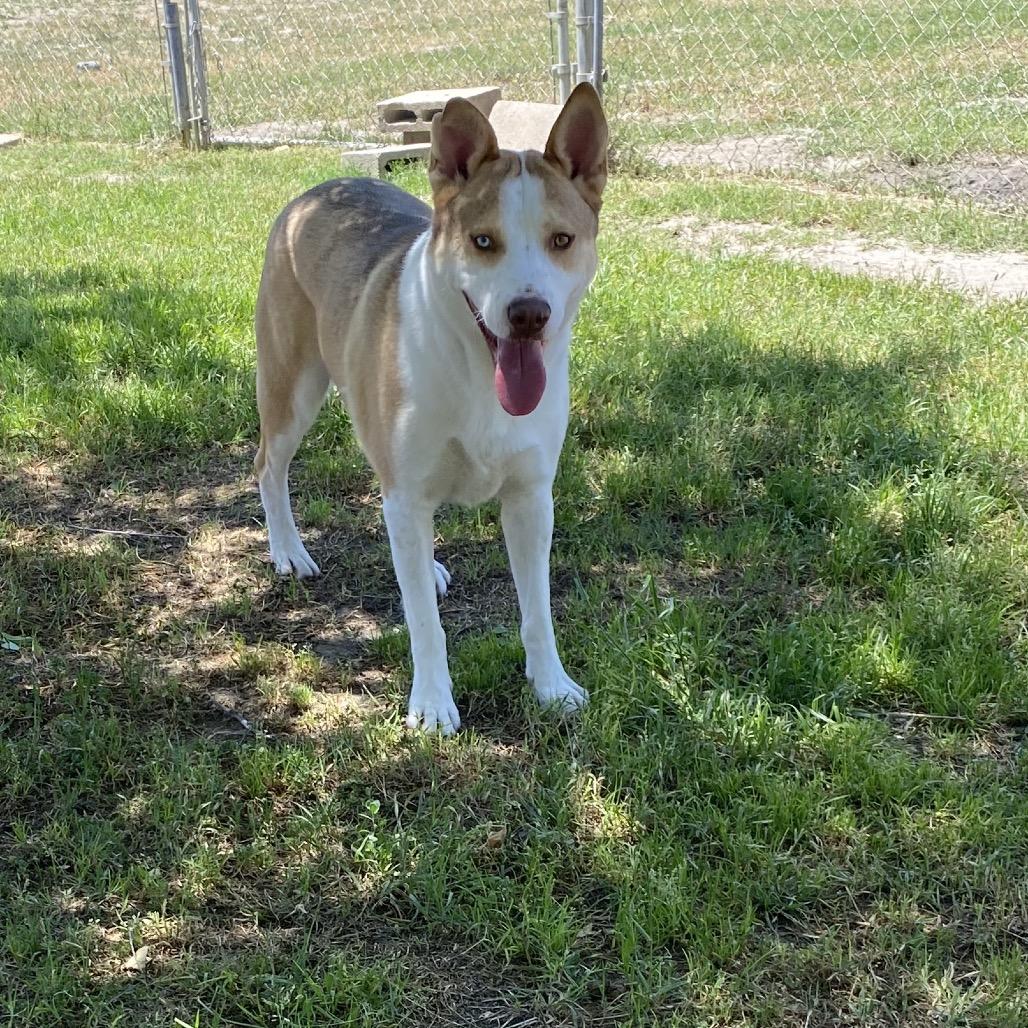 Ralph, Adoptable, Adult Male Siberian Husky & Cattle Dog.