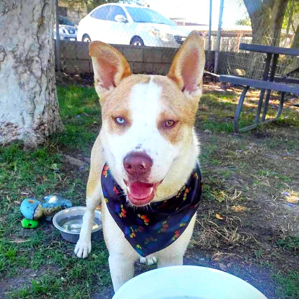 Ralph, a Adoptable mixed breed in San Jacinto, CA image 1/6