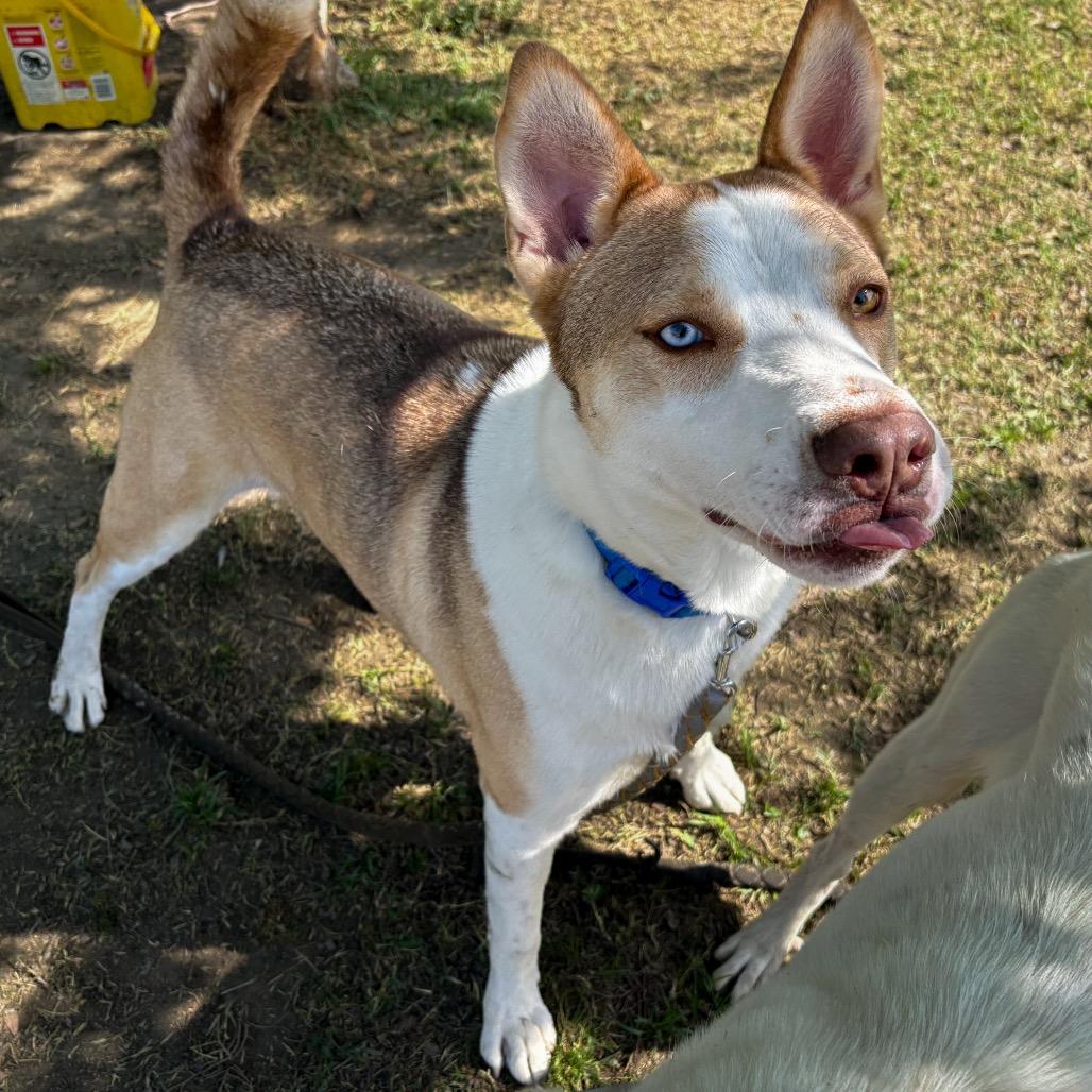 Ralph, a Adoptable mixed breed in San Jacinto, CA image 1/6