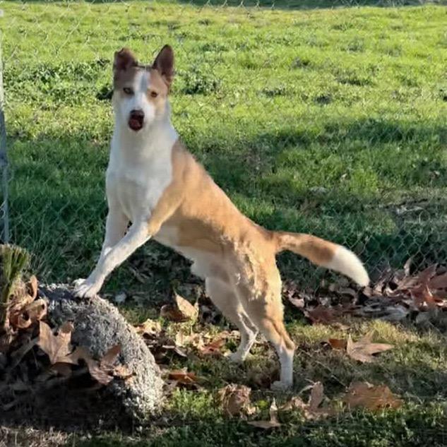 Ralph, a Adoptable mixed breed in San Jacinto, CA image 2/6