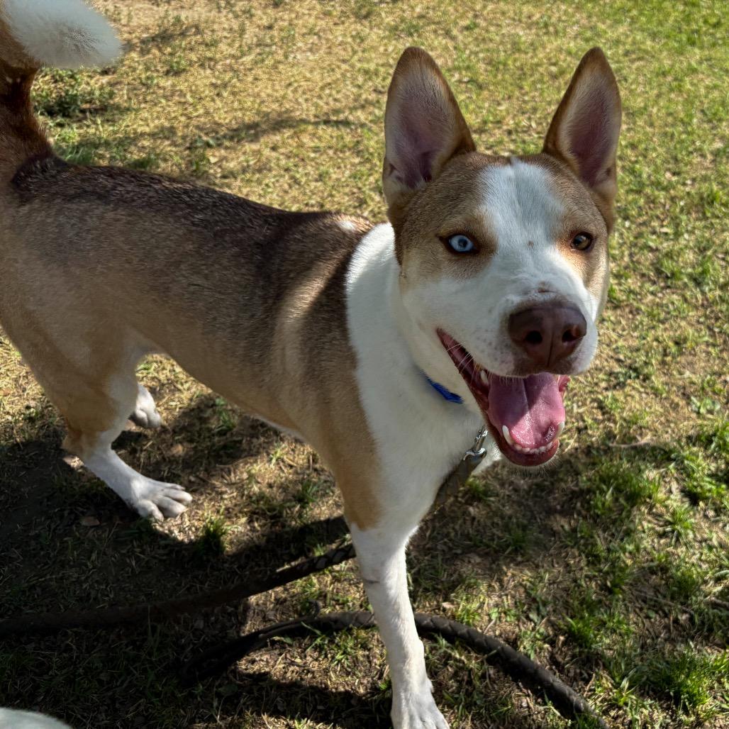 Enlarge Ralph, a Adoptable mixed breed in San Jacinto, CA image 2/6