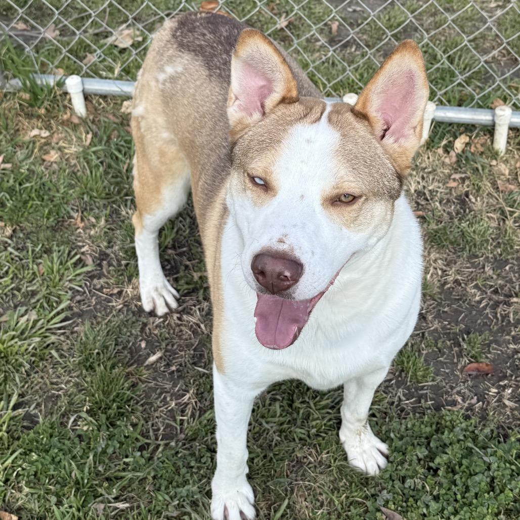 Ralph, a Adoptable mixed breed in San Jacinto, CA image 2/6