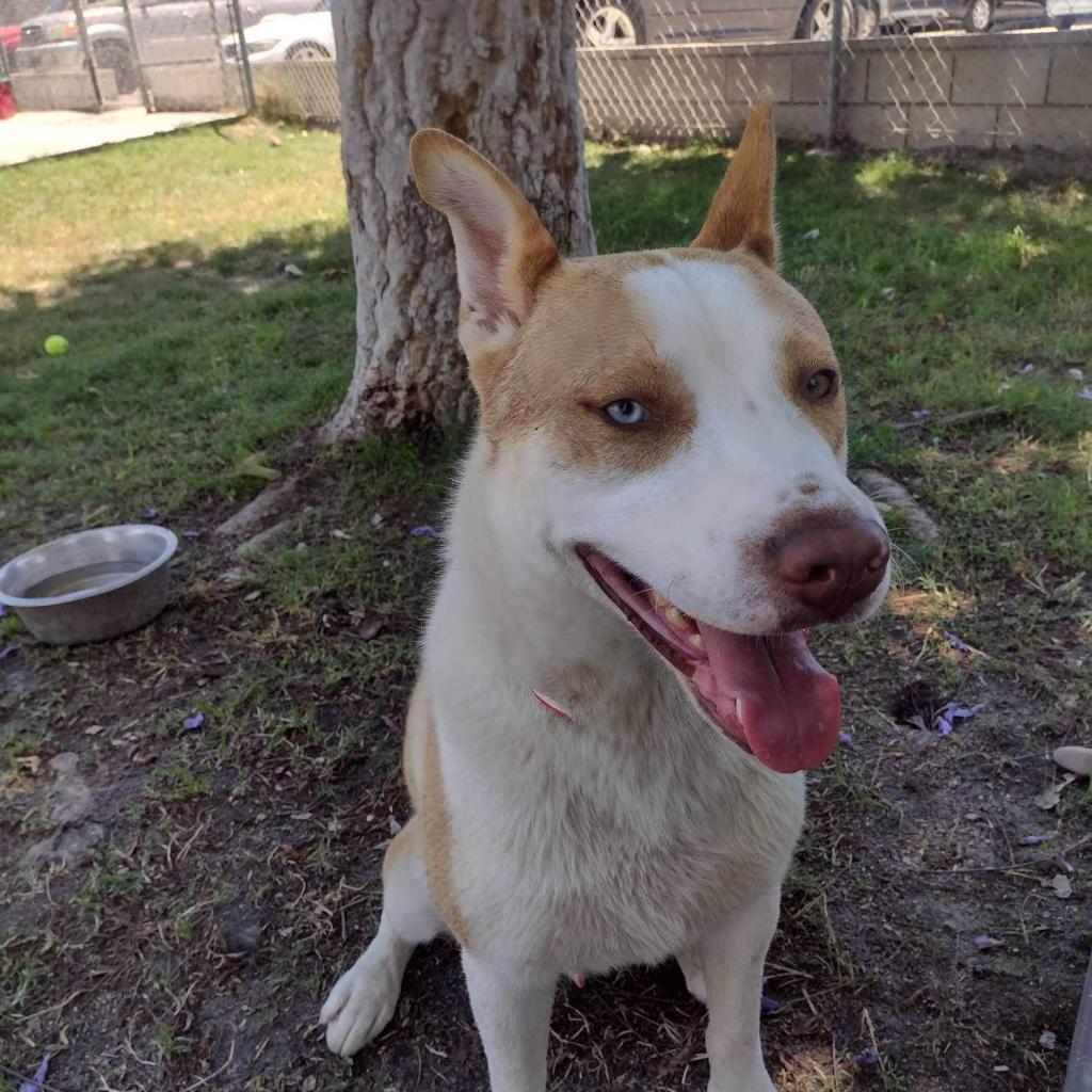 Ralph, a Adoptable mixed breed in San Jacinto, CA image 3/6