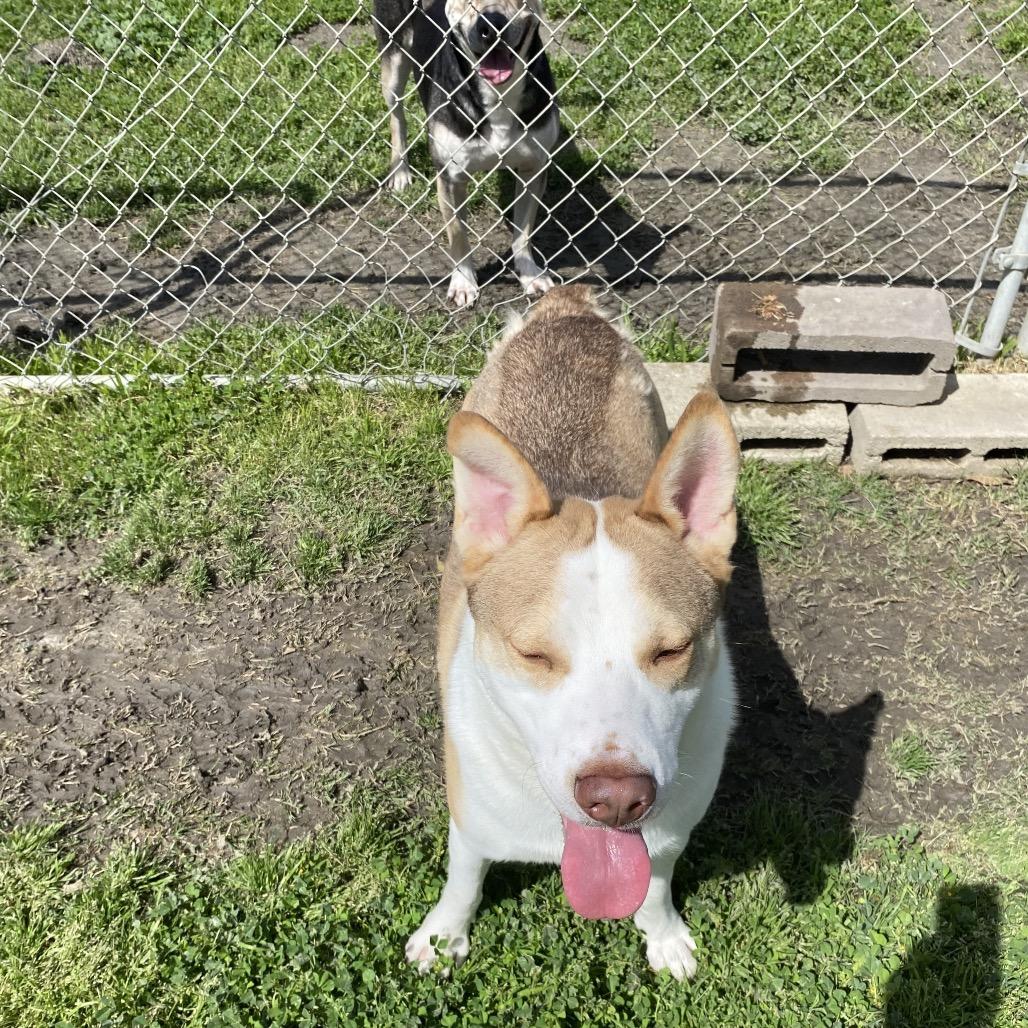 Ralph, a Adoptable mixed breed in San Jacinto, CA image 4/6