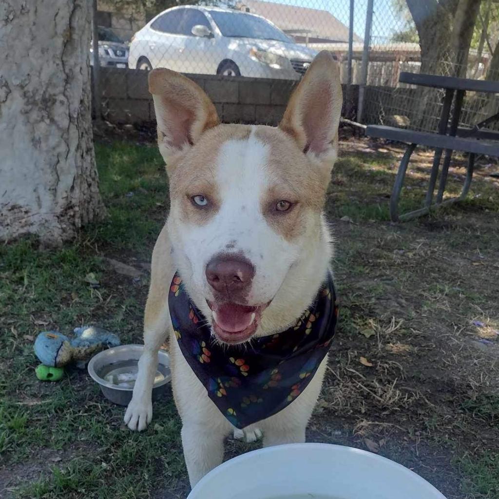 Ralph, a Adoptable mixed breed in San Jacinto, CA image 5/6
