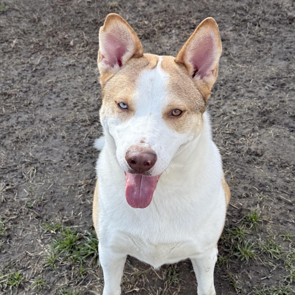 Ralph, a Adoptable mixed breed in San Jacinto, CA image 5/6