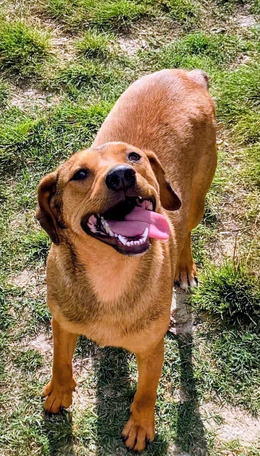 Enlarge Ivy, a ADOPTABLE mixed breed in Willington, CT image 1/6