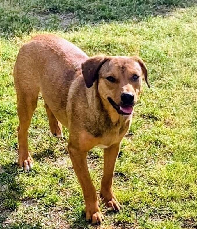 Enlarge Ivy, a ADOPTABLE mixed breed in Willington, CT image 4/6