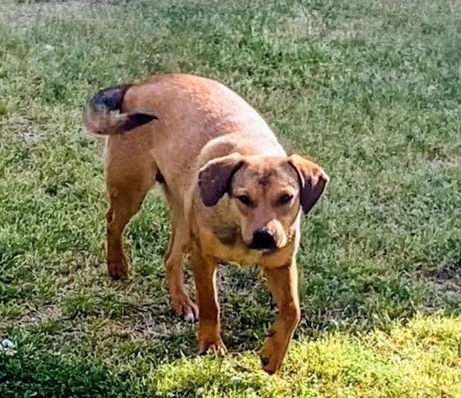 Enlarge Ivy, a ADOPTABLE mixed breed in Willington, CT image 5/6