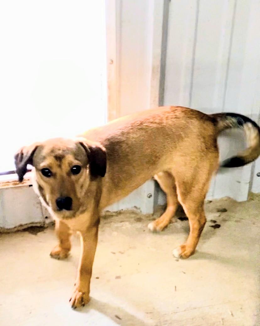 Enlarge Ivy, a ADOPTABLE mixed breed in Willington, CT image 3/6