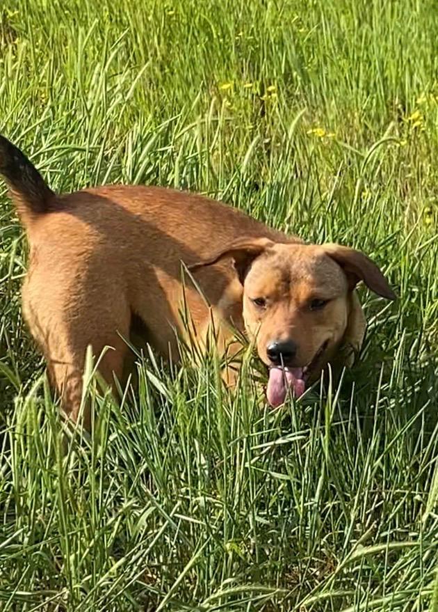 Enlarge Ivy, a ADOPTABLE mixed breed in Willington, CT image 6/6