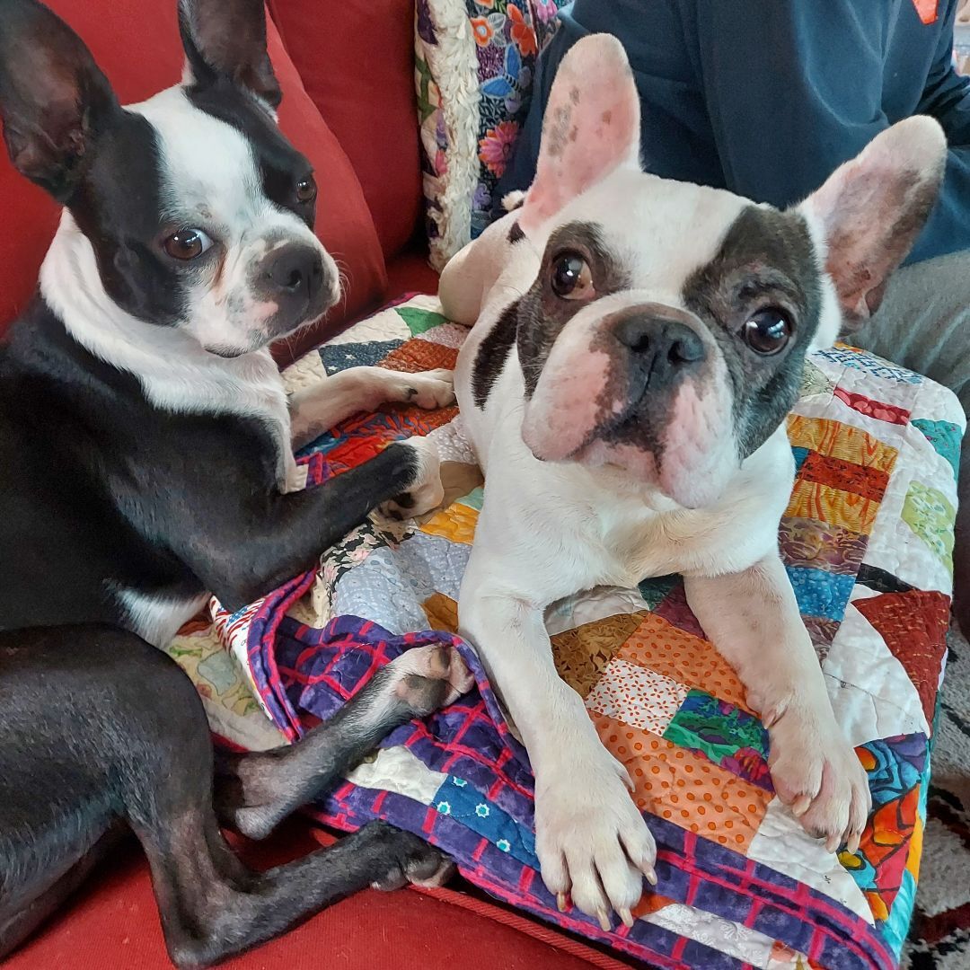 Enlarge ZEUS, a Adoptable French Bulldog in Spring, TX image 1/6