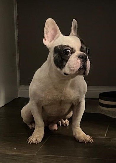 Enlarge ZEUS, a Adoptable French Bulldog in Spring, TX image 2/6