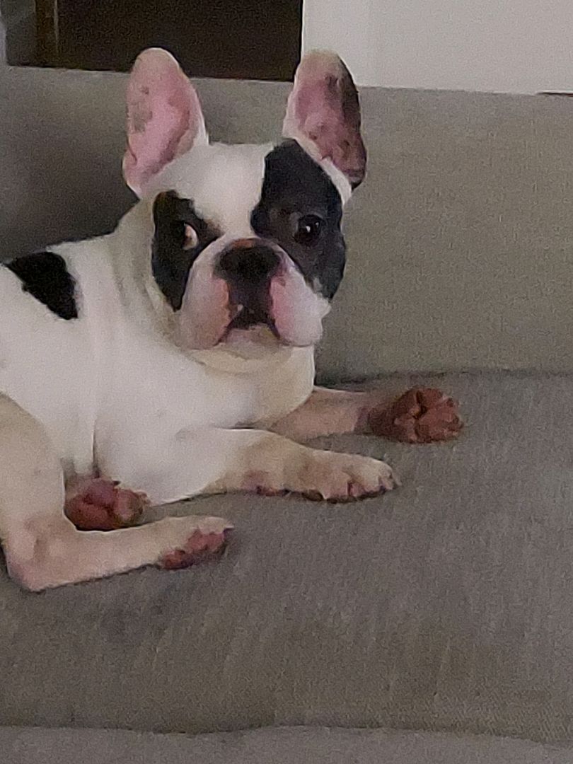 Enlarge ZEUS, a Adoptable French Bulldog in Spring, TX image 3/6