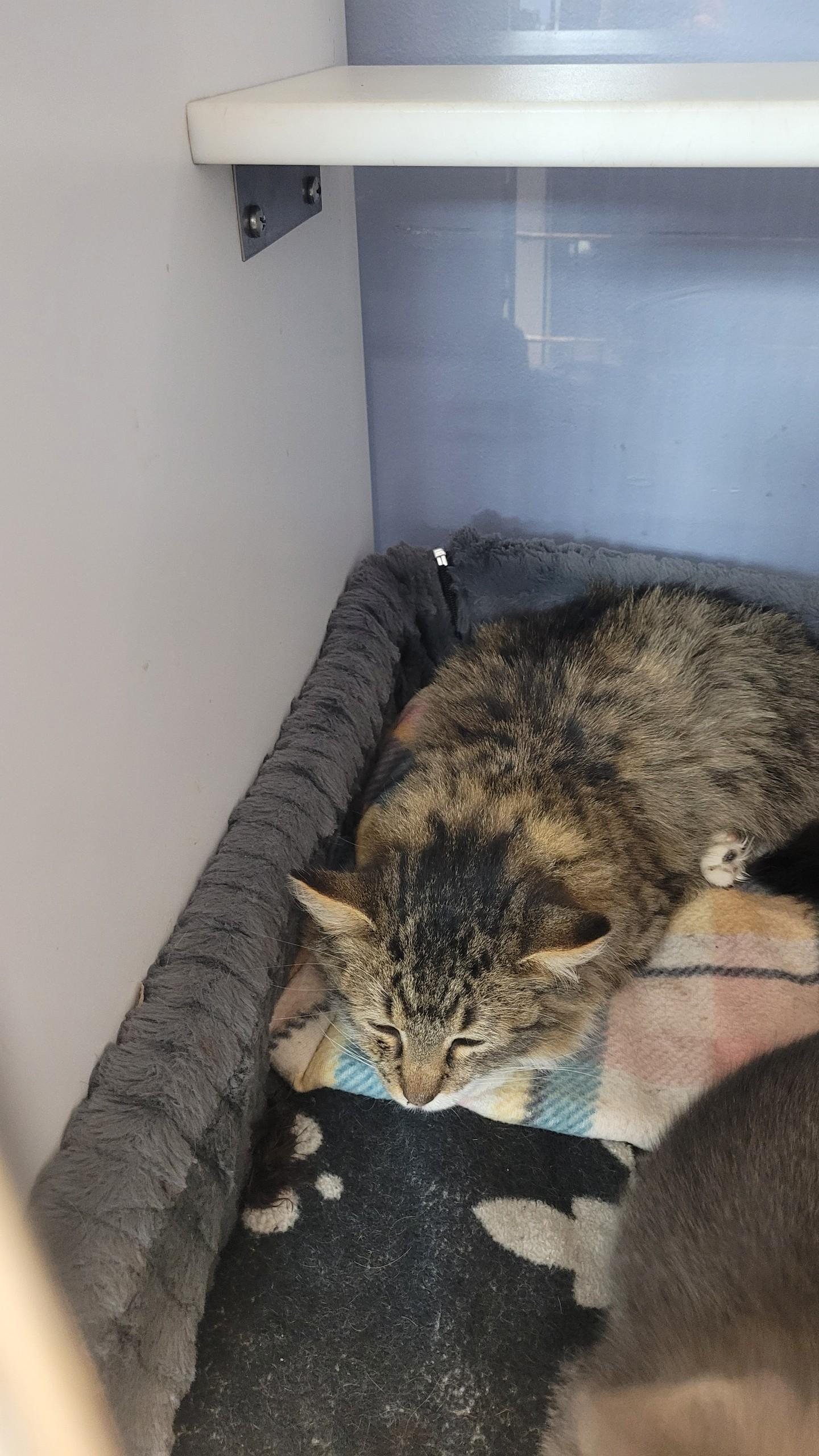 #702 - Penne, ADOPTABLE, Young Female Domestic Long Hair.