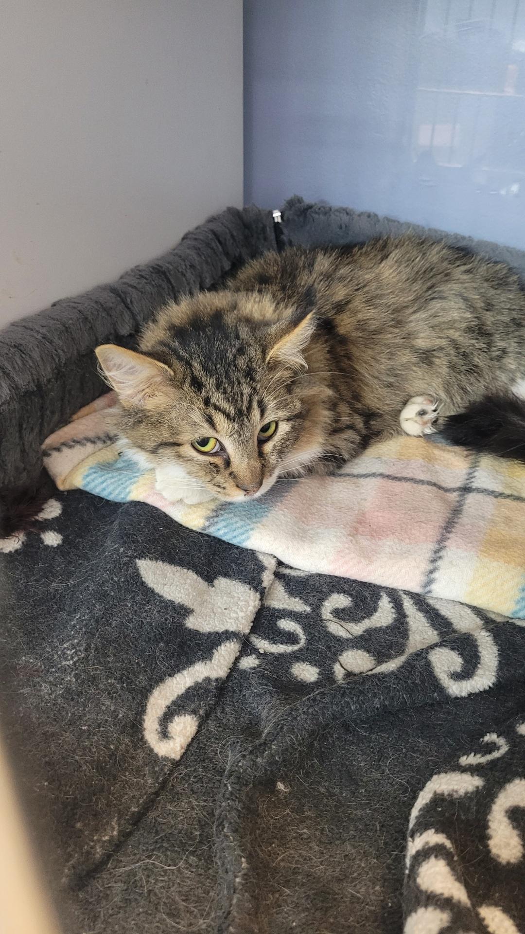 Enlarge #702 - Penne, a ADOPTABLE Domestic Long Hair in Sunset Hills, MO image 3/3