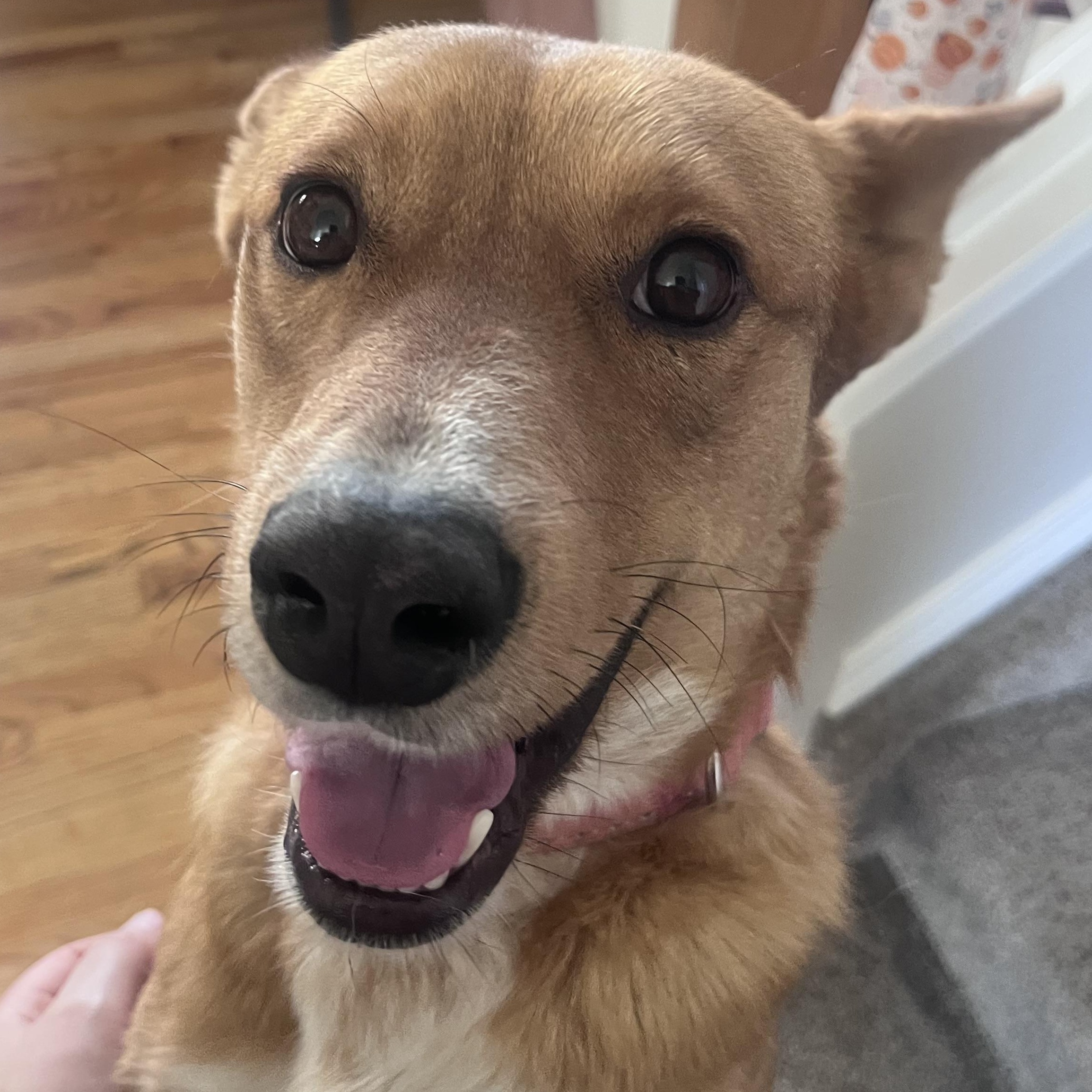 Ella - seeking Foster or Adopter, a ADOPTABLE mixed breed in Colorado Springs, CO image 3/6