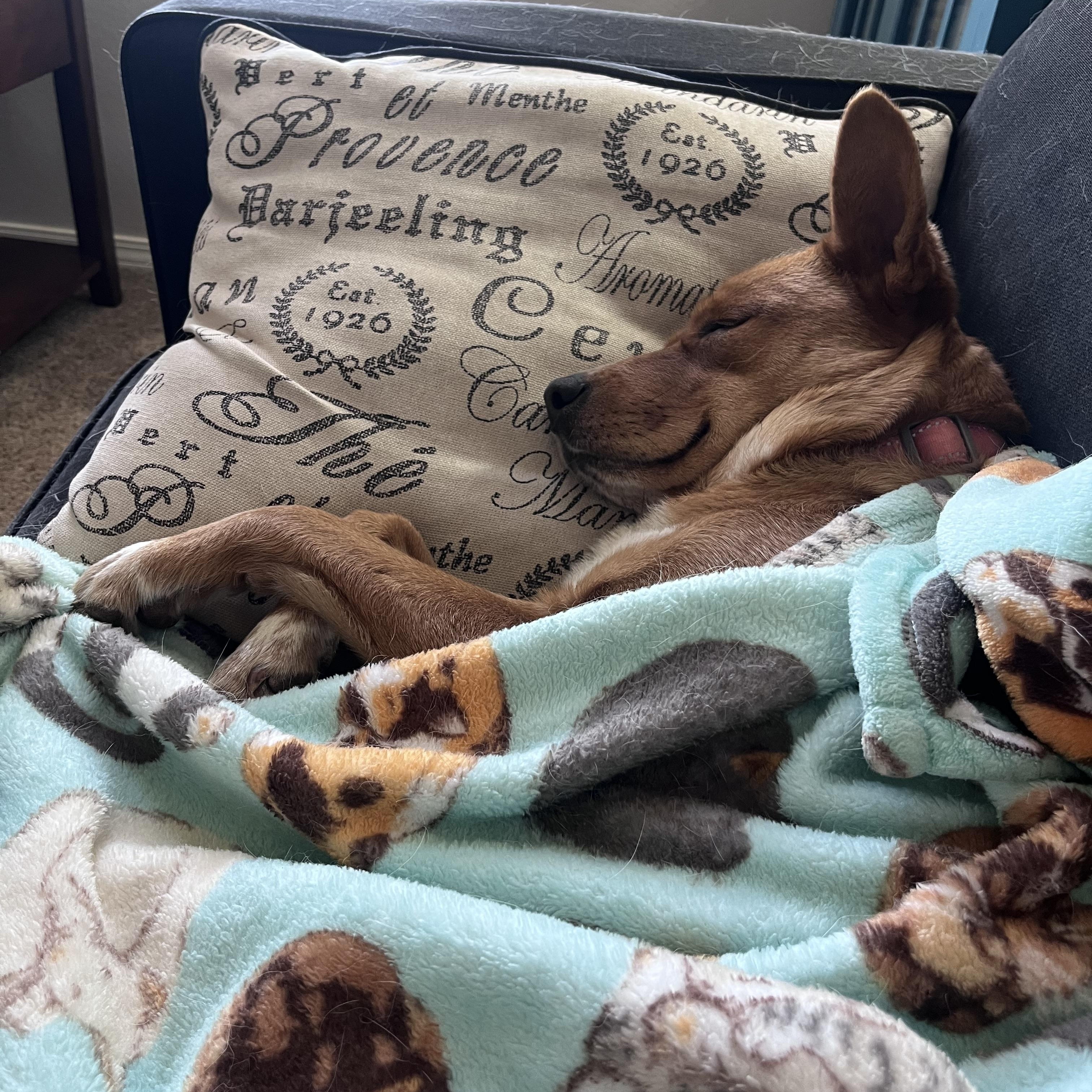 Ella - seeking Foster or Adopter, a ADOPTABLE mixed breed in Colorado Springs, CO image 4/6