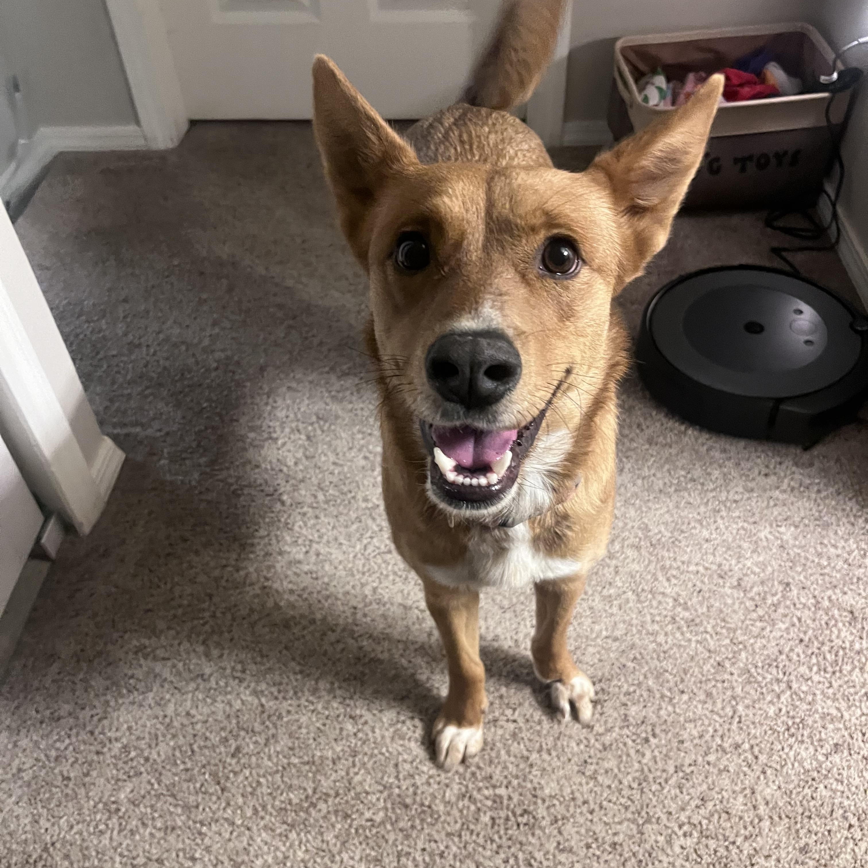 Ella - seeking Foster or Adopter, a ADOPTABLE mixed breed in Colorado Springs, CO image 1/6