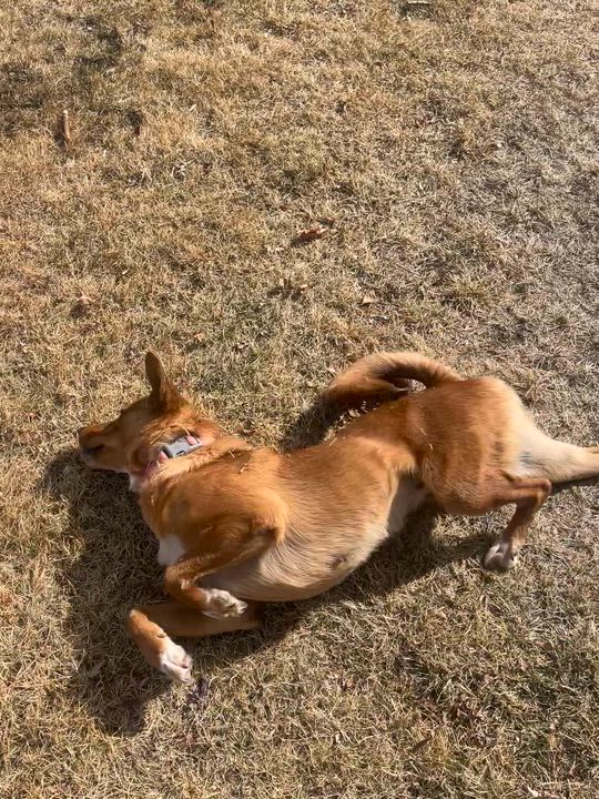 Enlarge Ella - seeking Foster or Adopter, a ADOPTABLE mixed breed in Colorado Springs, CO video 5/6