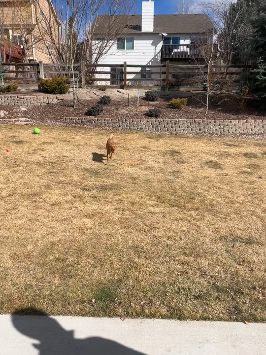 Enlarge Ella - seeking Foster or Adopter, a ADOPTABLE mixed breed in Colorado Springs, CO video 6/6