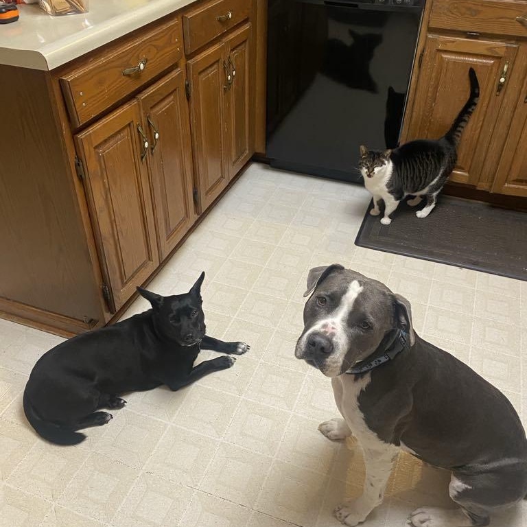 Blue, a Adoptable mixed breed in Washington, PA image 5/6