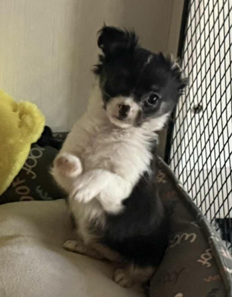 Enlarge Gracie, a Adopted Chihuahua in Twin Falls, ID image 1/1