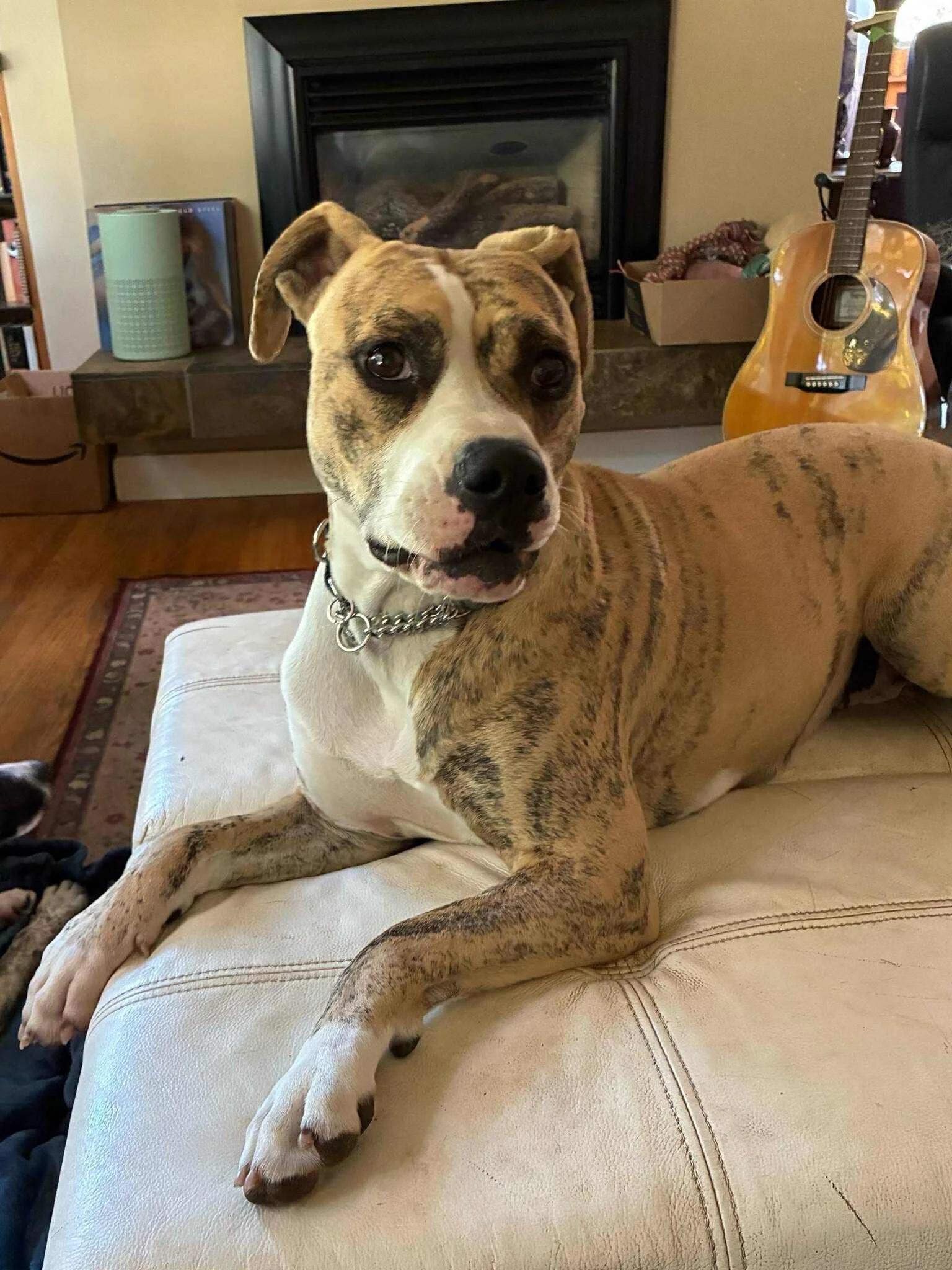 Daisy, an adoptable American Bully in Abbotsford, BC, V3G 2L5 | Photo Image 4