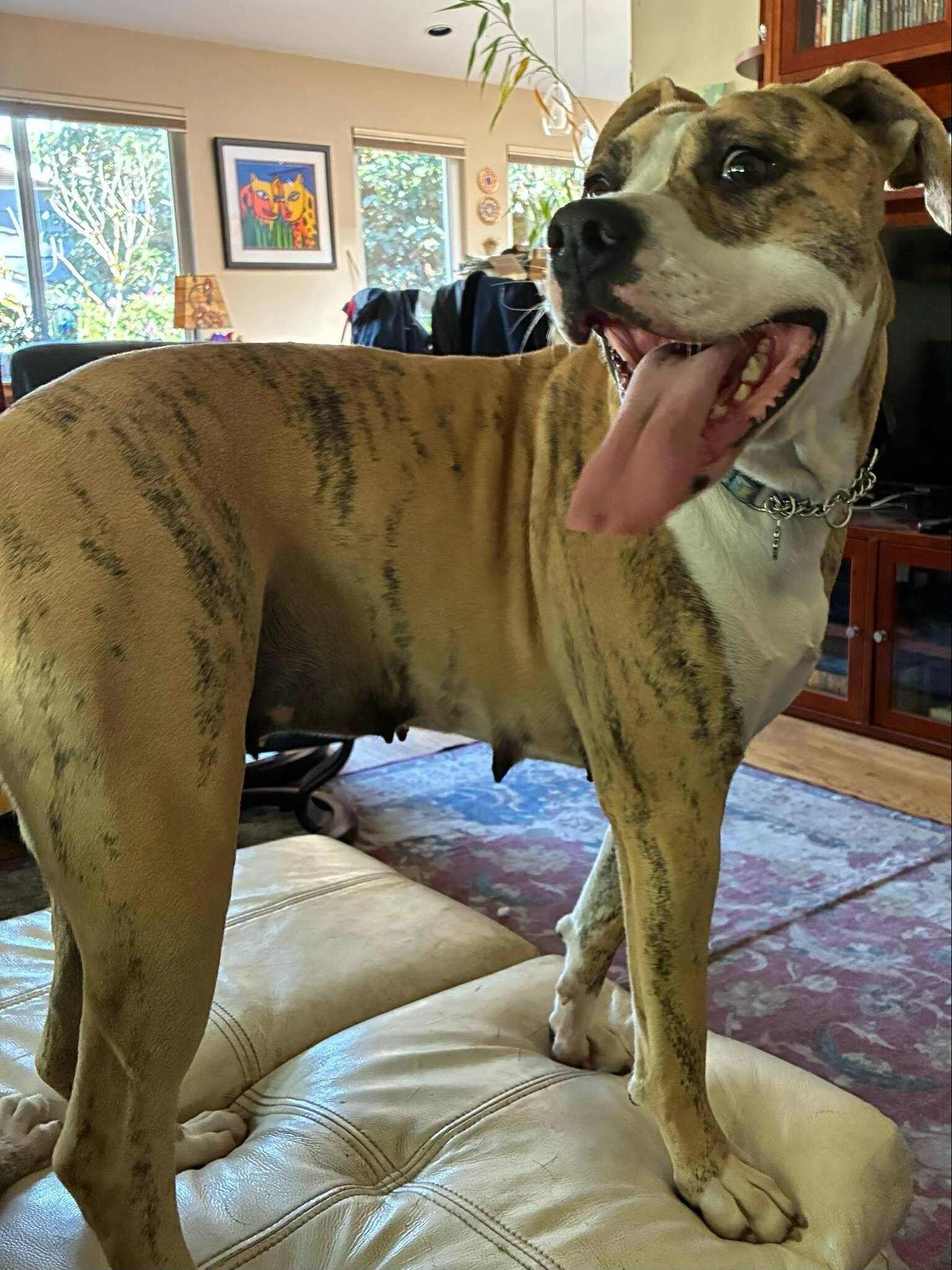 Daisy, an adoptable American Bully in Abbotsford, BC, V3G 2L5 | Photo Image 2